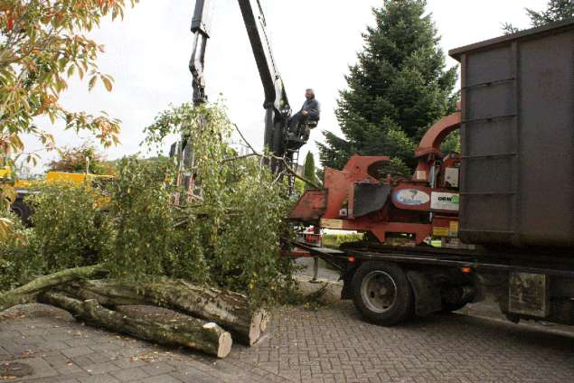 bomen velen